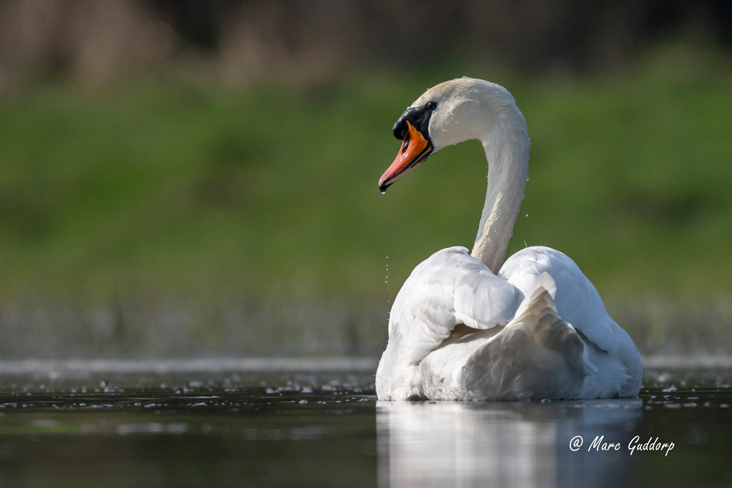 Schwan auf der Elbe